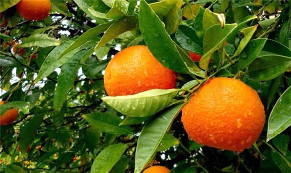 برداشت پرتقال نوبرانه در فسا